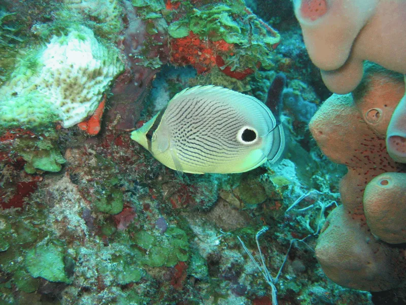 Snorkeler exploring a coral reef on a dedicated st lucia snorkeling adventure at Anse Cochon, west coast St Lucia